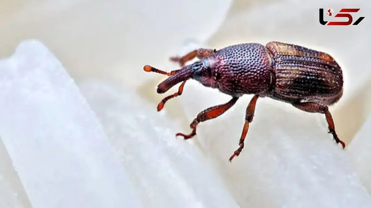 بهترین روش تضمینی برای خلاص شدن از سوسک برنج در منزل