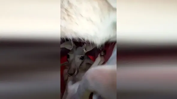 بچه کانگورو در کیسه مادر + فیلم