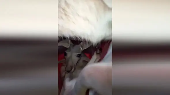 بچه کانگورو در کیسه مادر + فیلم