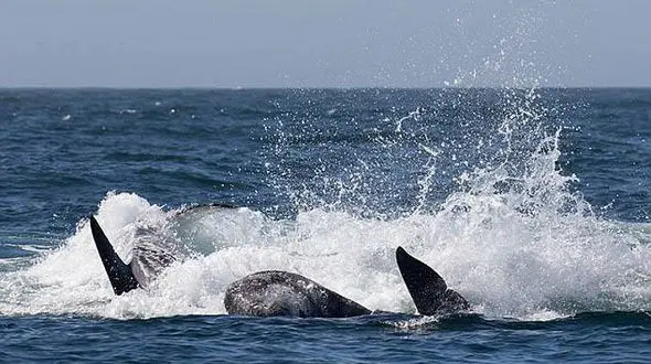 لحظه نادر درگیری چند نهنگ قاتل با یک وال+فیلم