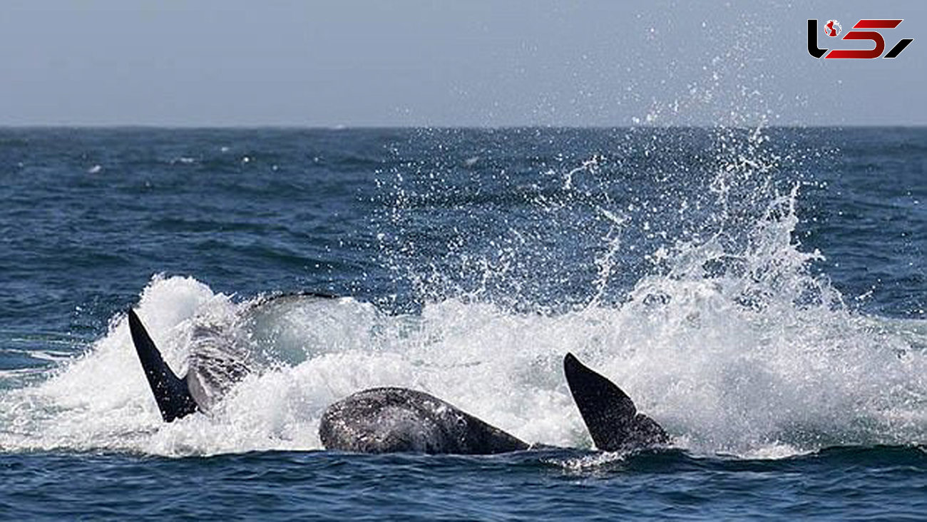 لحظه نادر درگیری چند نهنگ قاتل با یک وال+فیلم
