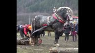 فیلم/ بزرگترین و قدرتمندترین اسب جهان با قد 223 سانتی متر و 1100 کیلوگرم وزن 