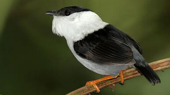 با پرنده ای که سریع‌ترین عضله جهان را دارد آشنا شوید!
