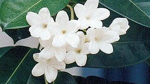 معرفی گیاه / استفانوتیس