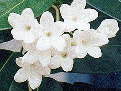 معرفی گیاه / استفانوتیس