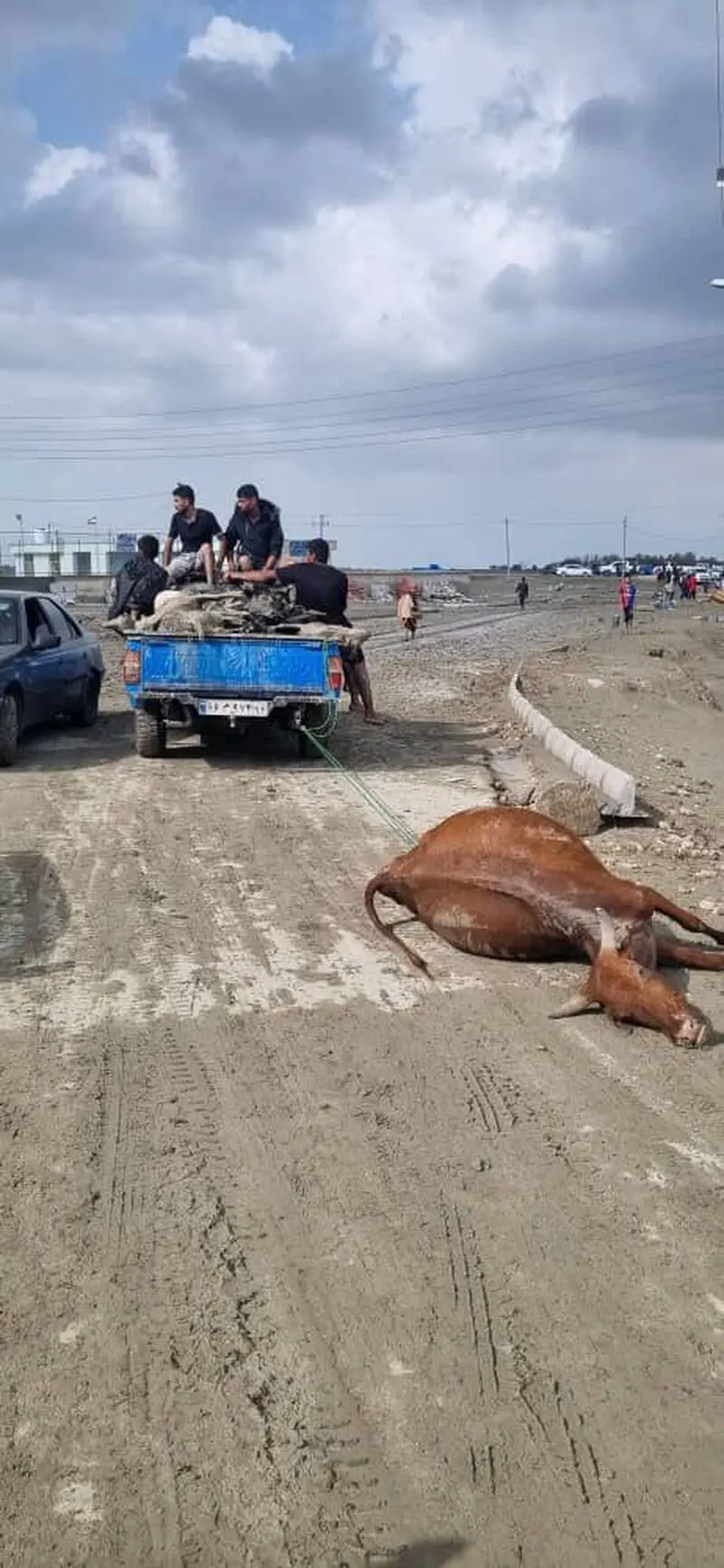 تلف شدن احشام در روستای مهرگی