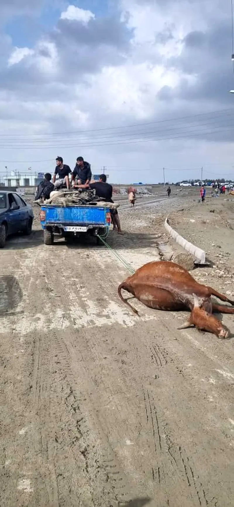 تلف شدن احشام در روستای مهرگی