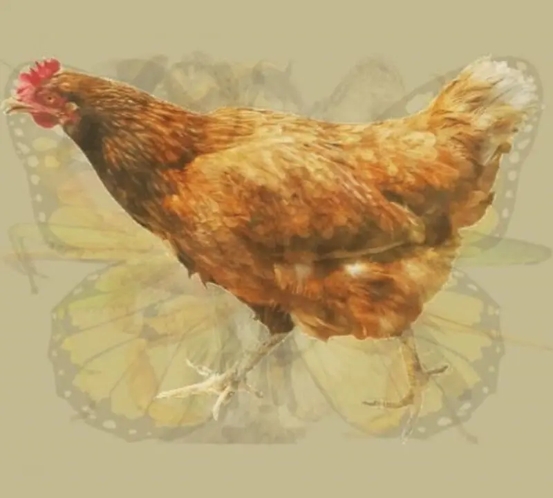 خروس