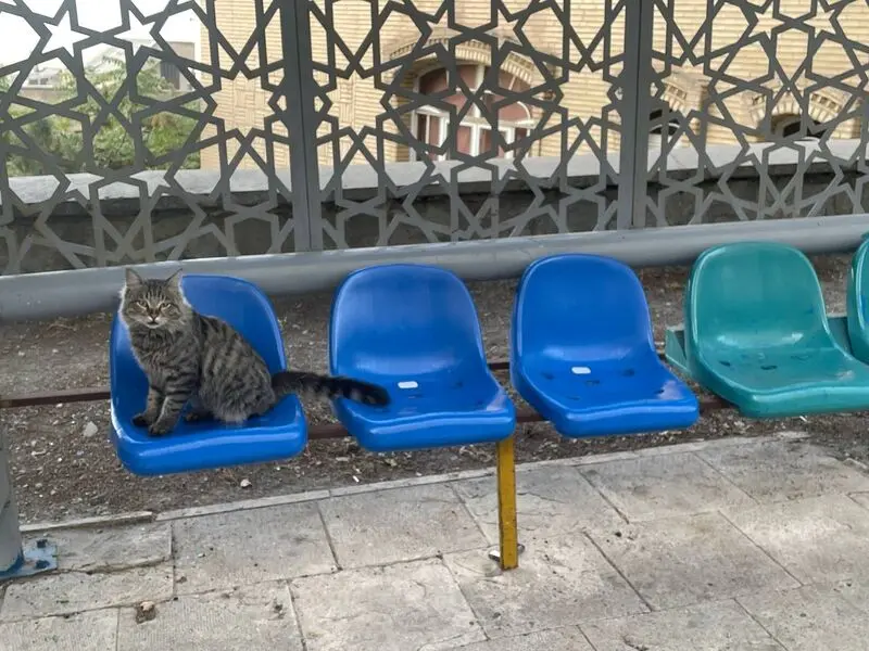 گربه منتظر اتوبوس