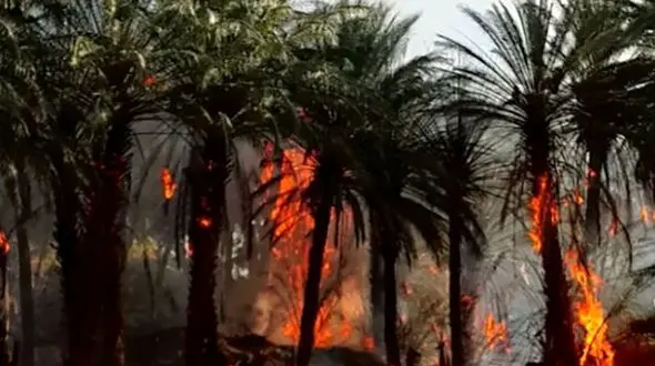 نخلستان های حاجی آباد در آتش سوخت