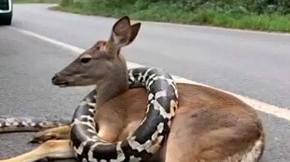 وقتی مار پیتون آشپز می‌ شود؛ دستور پخت گوزن در 5 ثانیه + فیلم