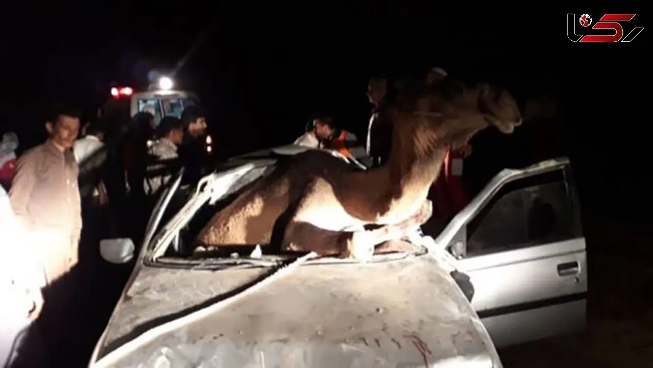 شتر داخل پژو پس از تصادف هولناک / چه بلایی سر مادر و کودک آمد؟+ عکس