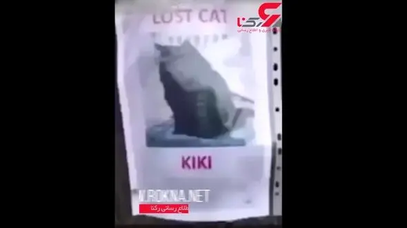 شکنجه وحشیانه گربه توسط چند نوجوان شرور +فیلم