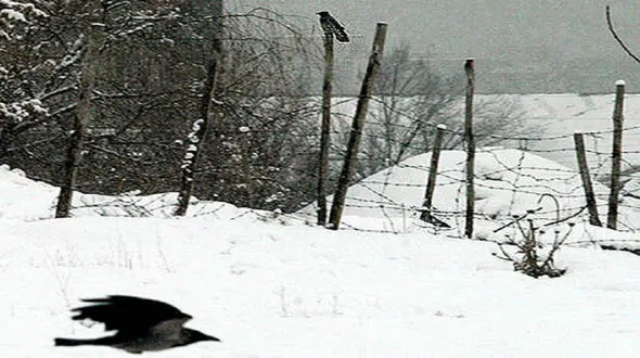 برف بازی این کلاغ دیدن دارد + فیلم