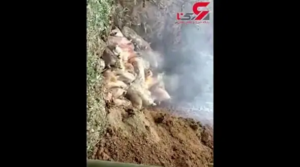 فجیع ترین فیلم از زنده زنده سوزاندن یک گله حیوان در چاله /16+