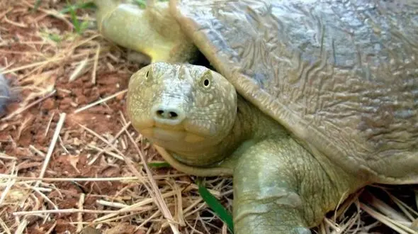 ثبت زیستگاه جدید برای «لاک‌پشت فراتی» در خوزستان