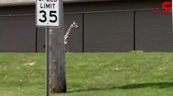 دردسر بچه زرافه برای ماموران باغ‌وحش+ فیلم