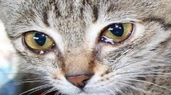 راه کارهای درمان خانگی عفونت چشم گربه ها!