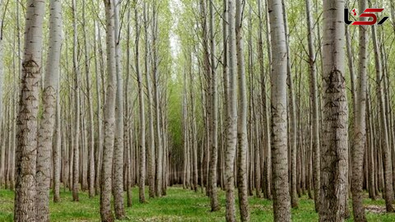 اجرای طرح زراعت چوب در گیلان