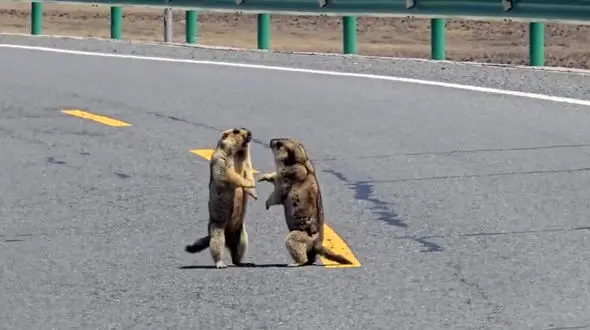 سنجاب‌های دعوایی وسط اتوبان ترافیک ایجاد کردند