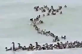 داستان کوچک اردک‌ ها در دل سیل / صحنه‌ احساسی از شناور شدن اردک‌ ها پس از سیل در ویتنام + فیلم