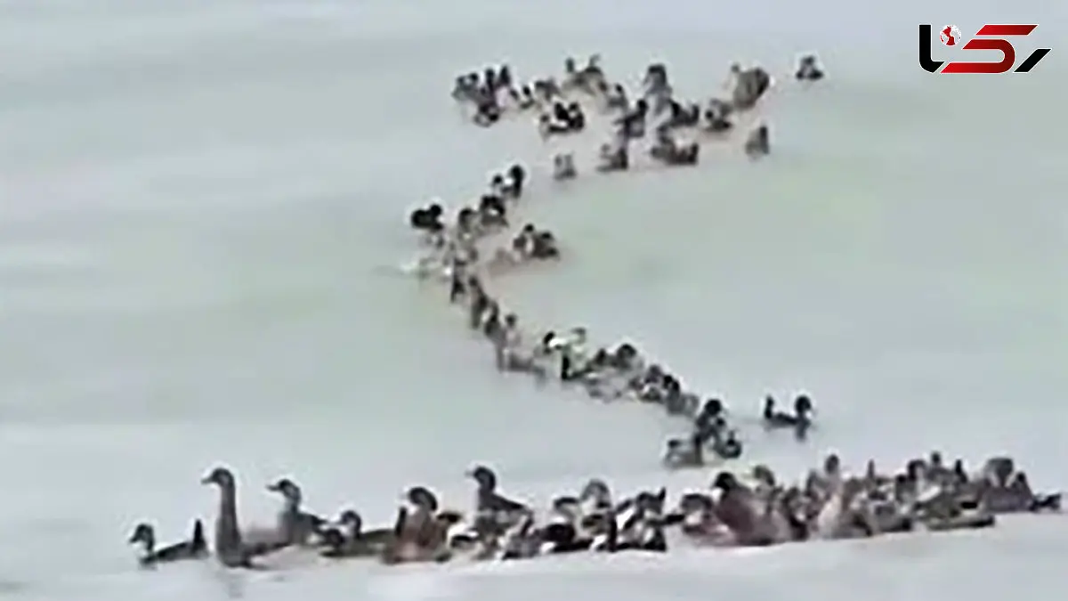 داستان کوچک اردک‌ ها در دل سیل / صحنه‌ احساسی از شناور شدن اردک‌ ها پس از سیل در ویتنام + فیلم