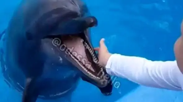 حمله دلفین گرسنه به یک کودک  + فیلم