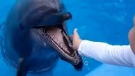 حمله دلفین گرسنه به یک کودک  + فیلم