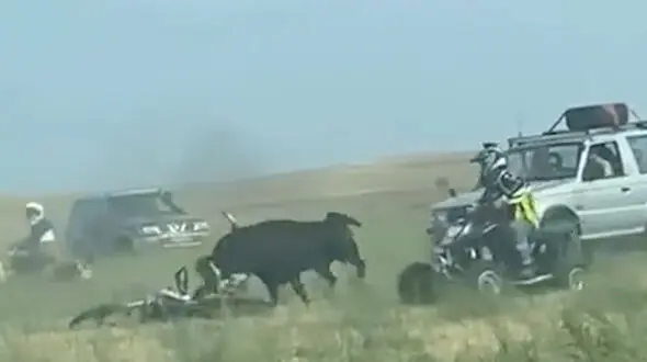 فیلم وحشتناک از حمله مرگبار گاو به مرد