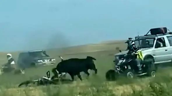 فیلم وحشتناک از حمله مرگبار گاو به مرد