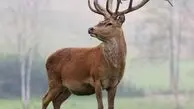 از دعوا کانگورا ها تا دعوای گوزن ها