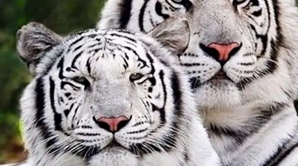 از لحظه شکار شدن آهو توسط یوز پلنگ تا علف خوردن گاو ها