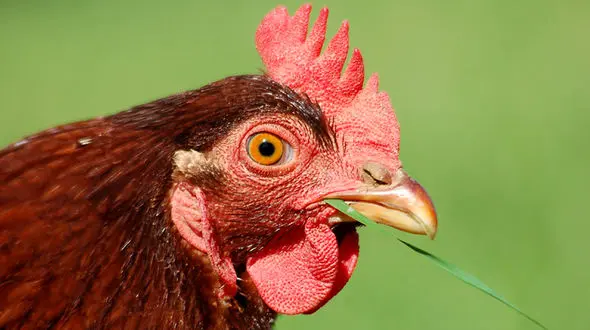 مرغ قاتل دستگیر شد