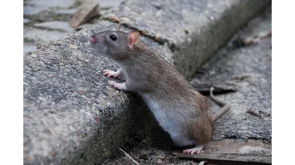 تغییر سبک زندگی مردم باعث افزایش موش های پایتخت