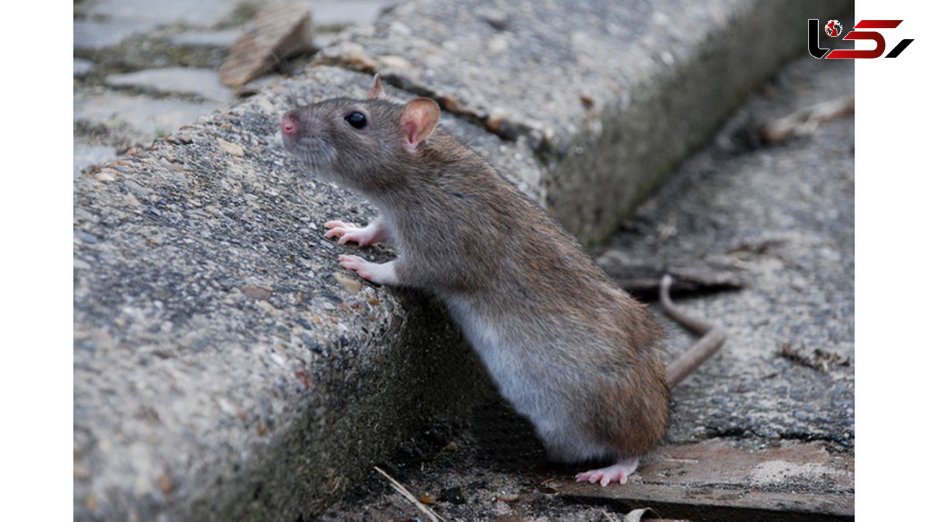 تغییر سبک زندگی مردم باعث افزایش موش های پایتخت
