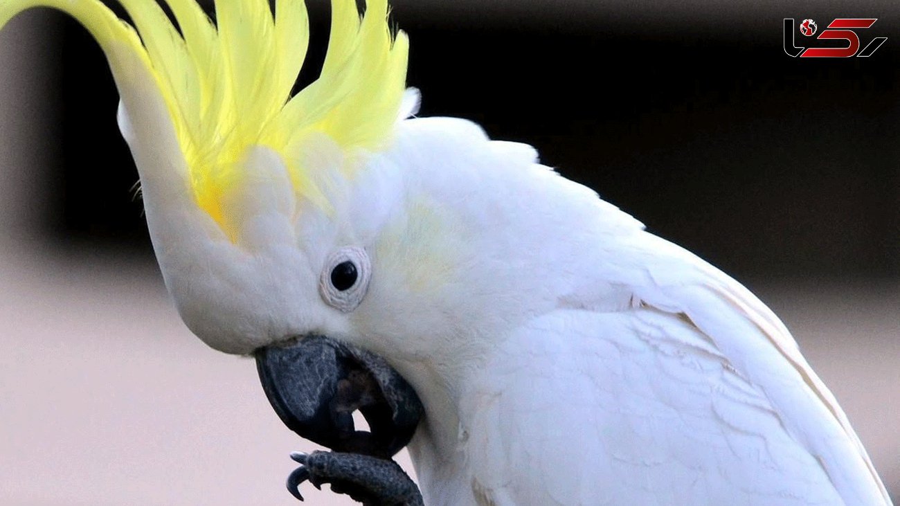 طوطی های سفید استرالیا را به هم ریختند + فیلم