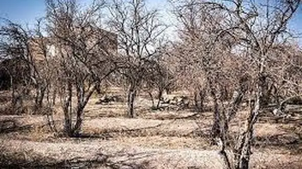 حمایت از کشاورزان خسارت دیده یزدی/ از امهال تسهیلات تا پرداخت تسهیلات جدید