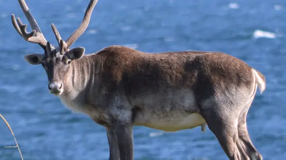 از آرامش شیر ماده تا نفس کشیدن گوزن در هوای سرد و شمالی