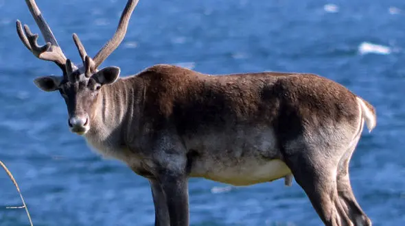 از آرامش شیر ماده تا نفس کشیدن گوزن در هوای سرد و شمالی