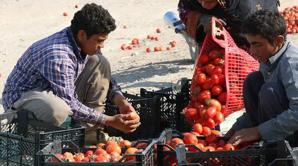 قیمت گوجه فرنگی نصف شد/سیب زمینی ۵روز دیگر ارزان می‌شود