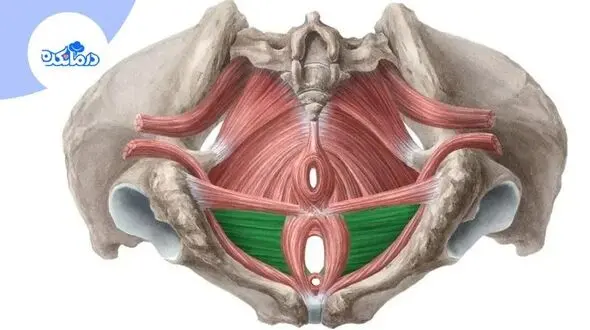 علائم افتادگی مثانه چیست و چگونه درمان می‌شود؟
