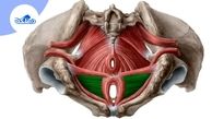 علائم افتادگی مثانه چیست و چگونه درمان می‌شود؟