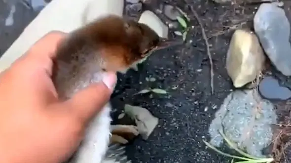 شنای تند و تیز این پرنده دیدن داره / فیلم