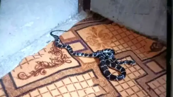 مرگ دردناک 2 کودک با نیش زهرآگین مار  / جزئیات از زبان مسوول بهداشت سرباز