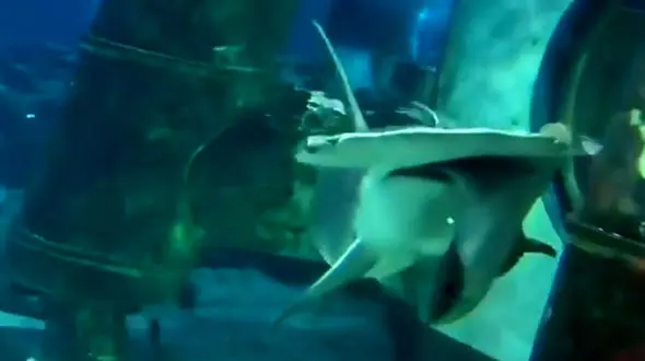 حملات بی رحمانه کوسه سرچکشی به سفره ماهی + فیلم