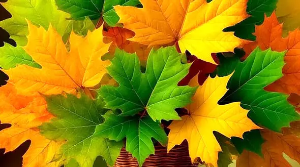 فال و طالع بینی امروز 3 مهر