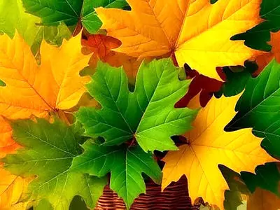 فال ابجد امروز 24 اسفند 1404