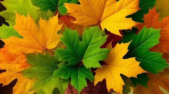 فال ابجد امروز 24 اسفند 1404