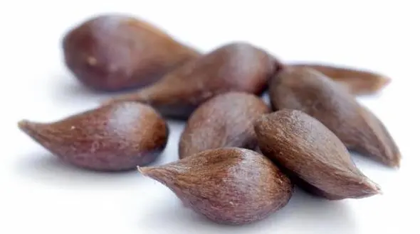 هسته مرگ آور یک میوه پر خاصیت