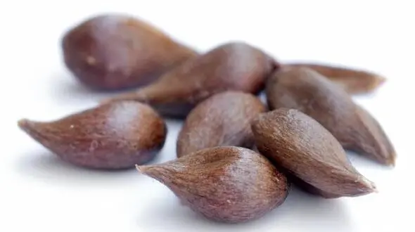 هسته مرگ آور یک میوه پر خاصیت